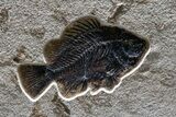 Fossil Palm and Fish Mural - Insect Predation On Palm! #380234-3